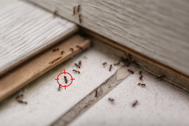 Reliable Markle, IN Pest Control Solutions