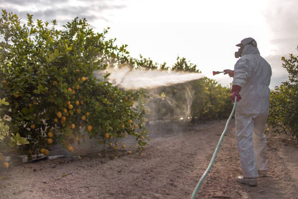 Wasp Removal Services in Markle, IN