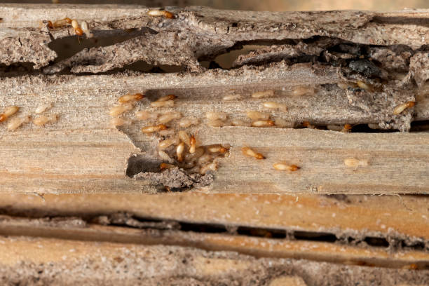 Best Commercial Pest Control Services  in Markle, IN